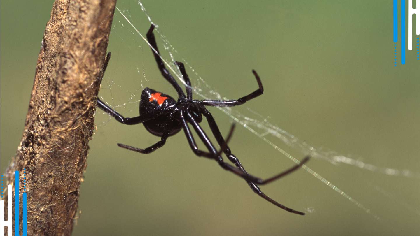 Benzodiazepine Tapering & Coping with Withdrawal: A Spider's Web