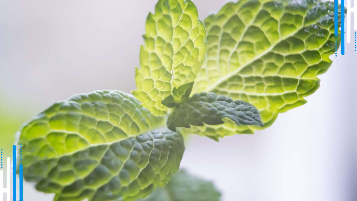 The Benefits of Herbal Remedies for Benzodiazepine Withdrawal Symptoms