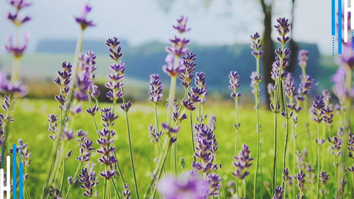 Lavender Aromatherapy Eases Anxiety