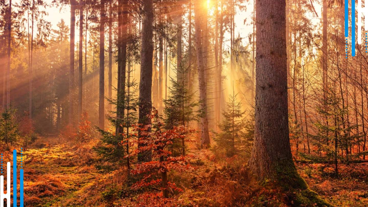 Reduce Anxiety: Listen to Calming Music or Nature Sounds