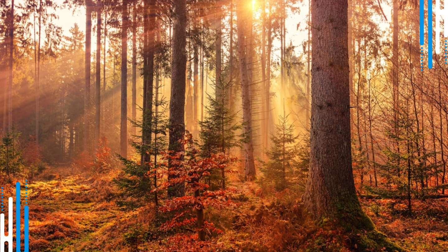 Beyond the Prescription Pad: Forging a Holistic Path to Wellness