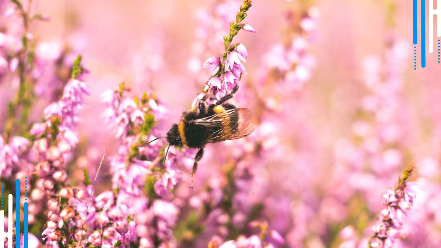 Benzodiazepine Tapering & Withdrawal: Lapps Bee Supply's Solution