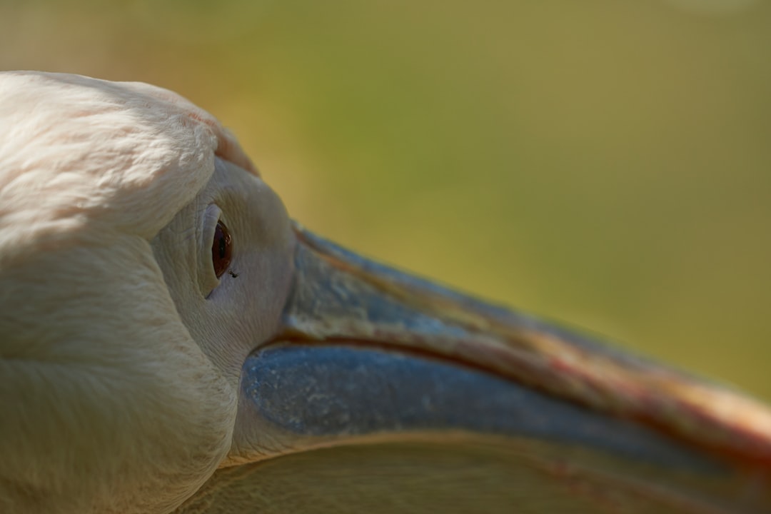 Close-up of a white pelican's head and long beak in soft light.