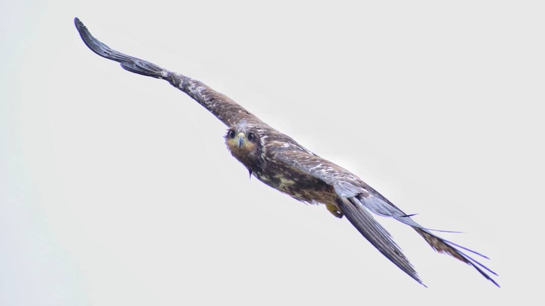 A hawk in flight with wings outstretched against a pale sky.