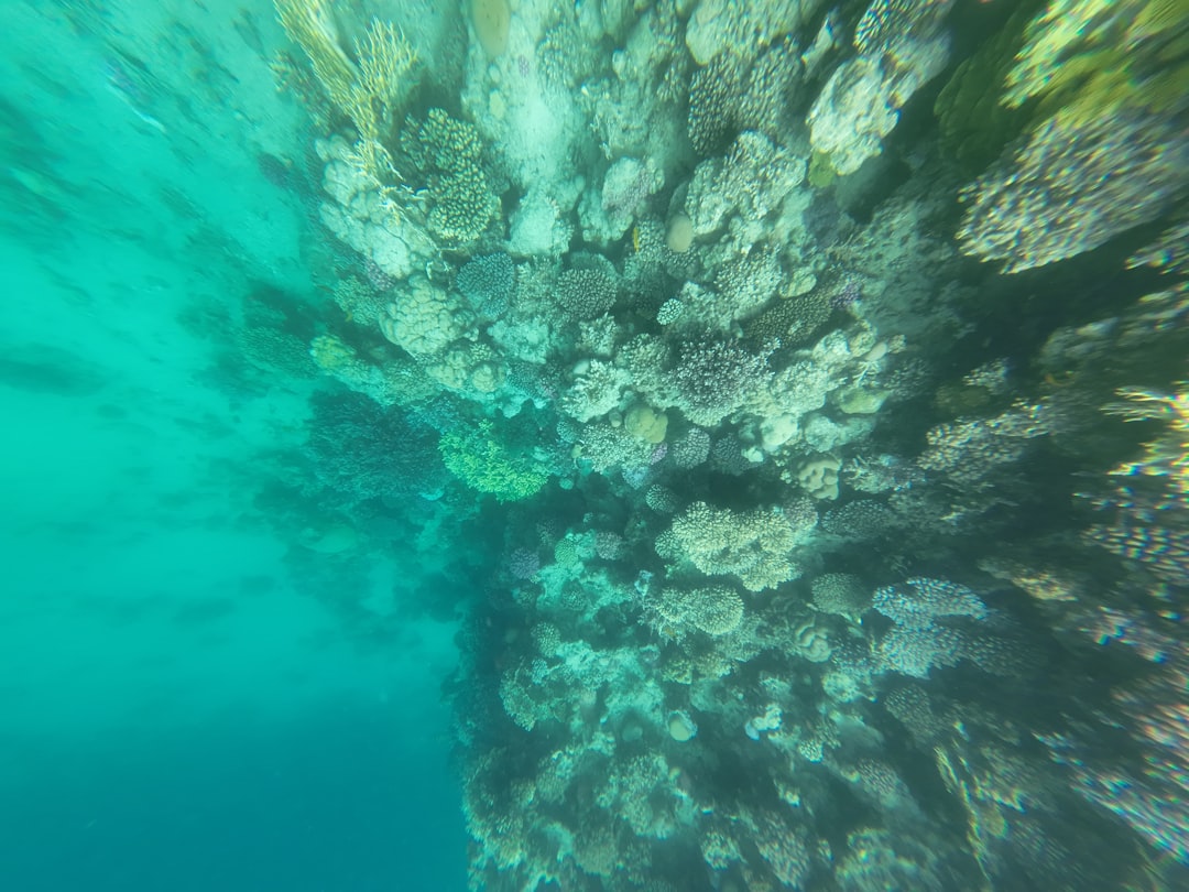 Sunlight filtering through clear ocean water above a coral reef.