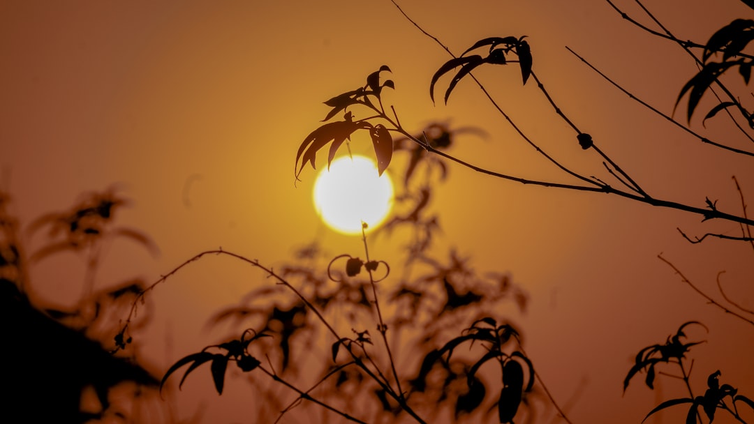 The sun low in an orange sky behind the silhouettes of slender branches and leaves.