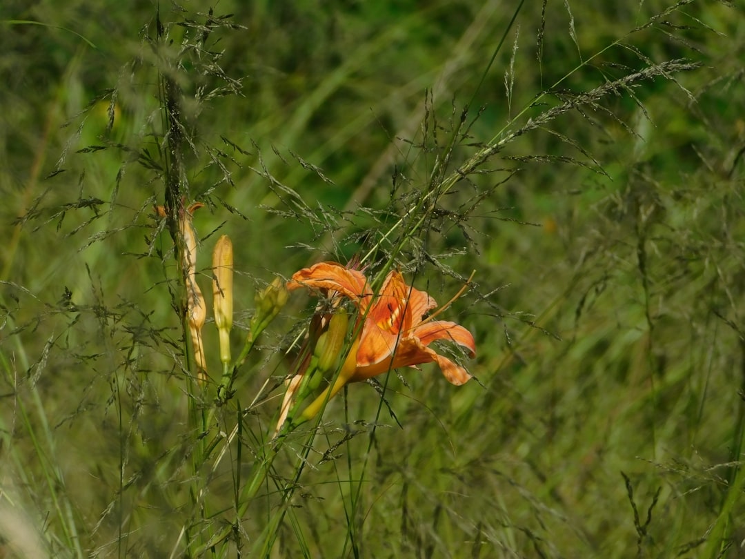 Orange daylily blooming among tall grass, representing gradual growth during a benzodiazepine taper.
