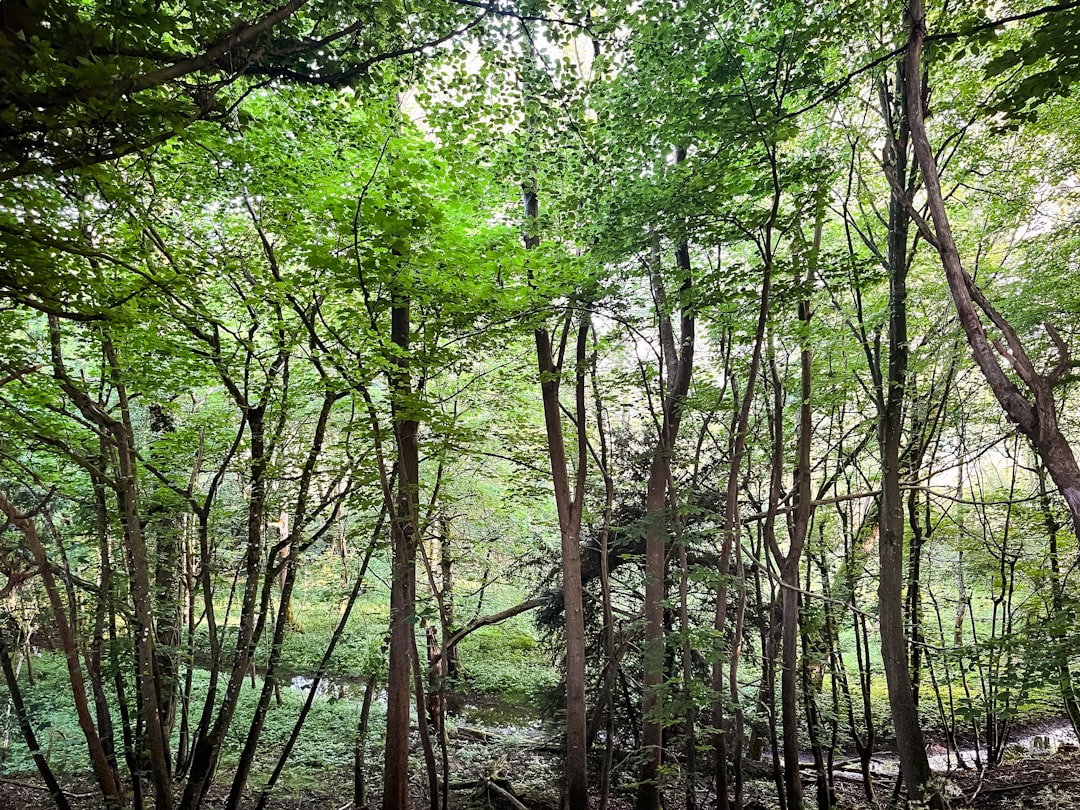 A green woodland of slender trees with sunlight coming through the canopy.
