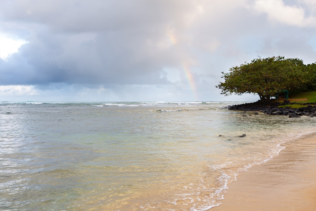 A faint rainbow over the ocean beside a sandy beach and a lone tree.