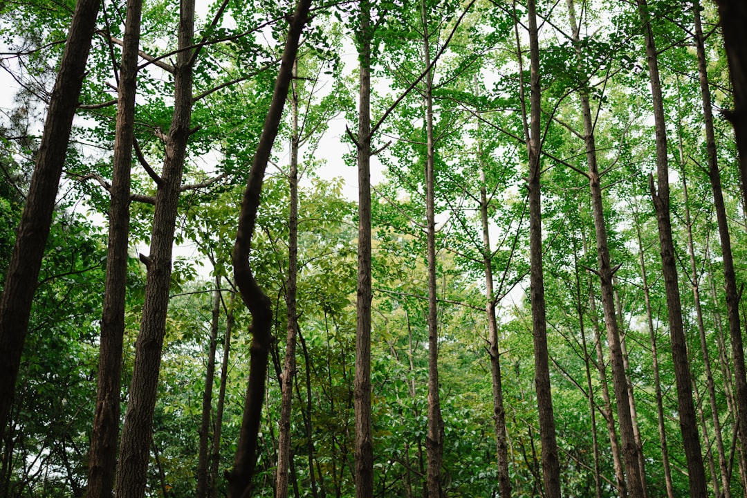 Green Forest Trees View
