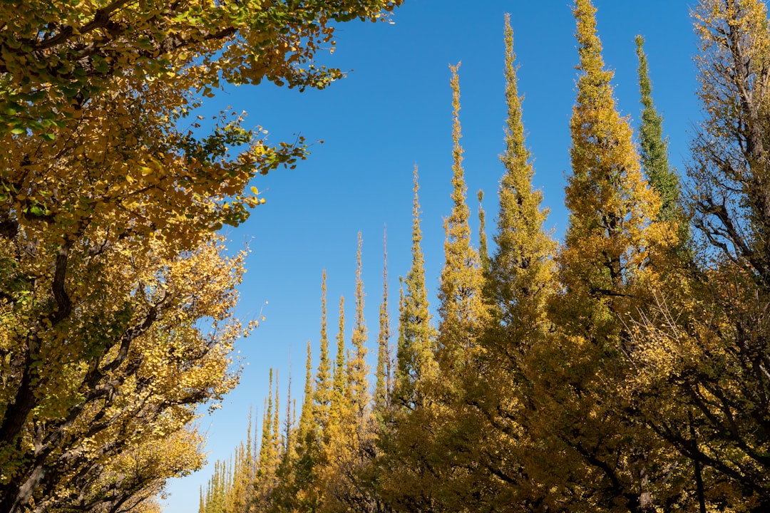 Tall Trees Under Clear Blue Sky